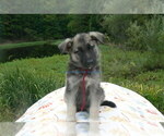 Small #7 German Shepherd Dog