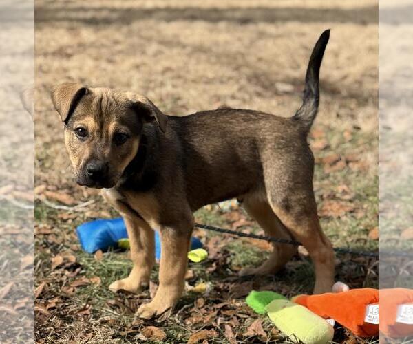 Medium Photo #1 Saint Bernard-Unknown Mix Puppy For Sale in Yardley, PA, USA