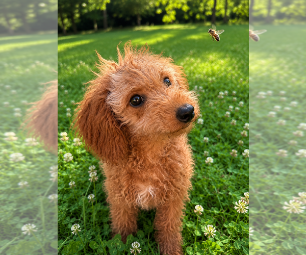 Medium Photo #33 Goldendoodle mix (+ Poodle Miniature) Puppy For Sale in DURHAM, CT, USA