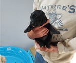 Puppy Puppy 2 Bootie Labradoodle
