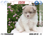 Small Photo #38 Pomeranian Puppy For Sale in GOSHEN, IN, USA