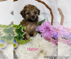 Poodle (Toy) Puppy for Sale in MYRTLE, Missouri USA