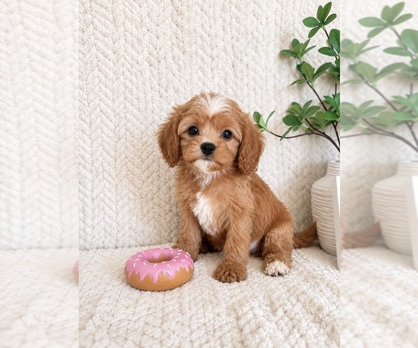 Medium Photo #3 Cavapoo (Miniature) Puppy For Sale in INDIANAPOLIS, IN, USA