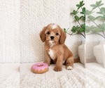 Small #2 Cavapoo (Miniature)