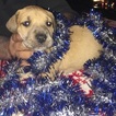 Small Photo #1 Great Dane Puppy For Sale in NEENAH, WI, USA
