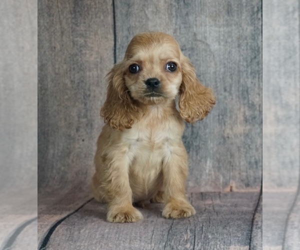 Medium Photo #3 Cocker Spaniel Puppy For Sale in WARSAW, IN, USA
