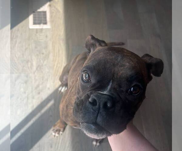 Medium Photo #3 Boxer Puppy For Sale in Woodbury, MN, USA