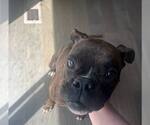 Small #2 Boxer