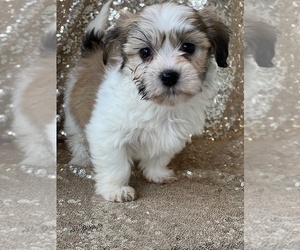 Havanese Puppy for sale in SCHOHARIE, NY, USA
