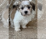 Image preview for Ad Listing. Nickname: Litter of 5