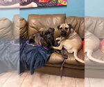 Small #11 Mastiff