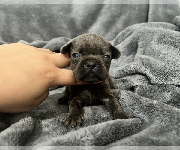 Medium Photo #10 French Bulldog Puppy For Sale in HAYWARD, CA, USA