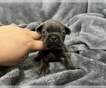 Small #9 French Bulldog