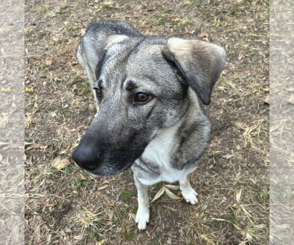 Medium Photo #1 German Shepherd Dog-Unknown Mix Puppy For Sale in Anniston, AL, USA