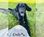 Small Photo #11 Labradoodle-Poodle (Standard) Mix Puppy For Sale in COOKEVILLE, TN, USA