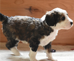 Small Photo #7 Miniature Bernedoodle Puppy For Sale in URBANA, IL, USA