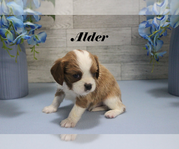 Medium Photo #10 Cavalier King Charles Spaniel Puppy For Sale in CHANUTE, KS, USA