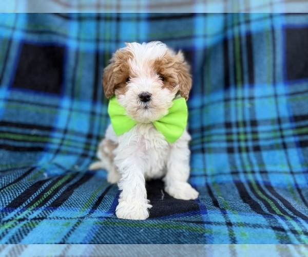 Medium Photo #8 Cavapoo (Miniature) Puppy For Sale in LAKELAND, FL, USA