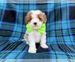 Small #7 Cavapoo (Miniature)
