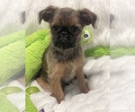 Small #6 Brussels Griffon