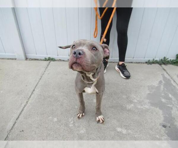 Medium Photo #1 American Pit Bull Terrier Puppy For Sale in Louisville, KY, USA