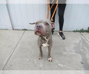 American Pit Bull Terrier Dogs for adoption in Louisville, KY, USA