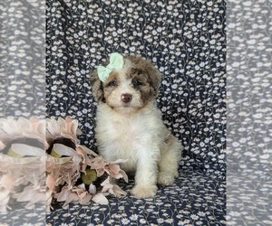 Bernedoodle (Miniature) Puppy for sale in OXFORD, PA, USA