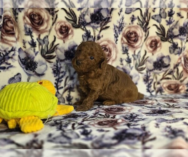 Medium Photo #3 Poodle (Miniature) Puppy For Sale in DENVER, CO, USA