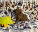 Small #2 Poodle (Miniature)