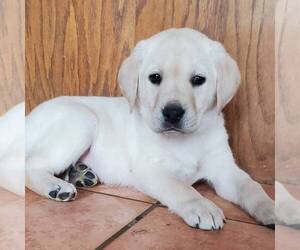 Labrador Retriever Puppy for sale in DILLWYN, VA, USA