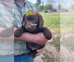 Small Labrador Retriever