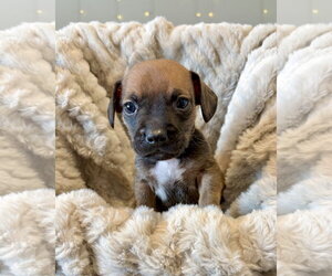 French Bull Weiner Dogs for adoption in Corona, CA, USA