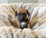 Small French Bull Weiner