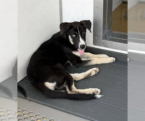 NOVA - Female Siberian Husky-Unknown Mix Dog for Adoption - Photo #2