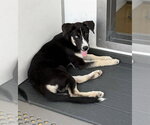 Small Photo #2 Siberian Husky-Unknown Mix Puppy For Sale in San Bernardino, CA, USA