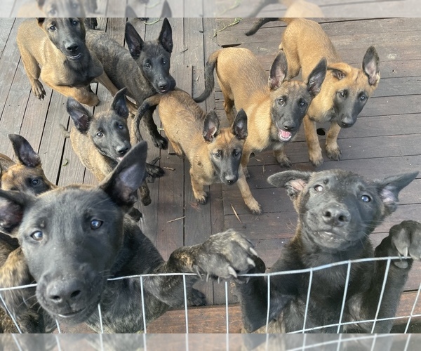 Medium Photo #3 Belgian Malinois-Dutch Shepherd Dog Mix Puppy For Sale in PALATKA, FL, USA