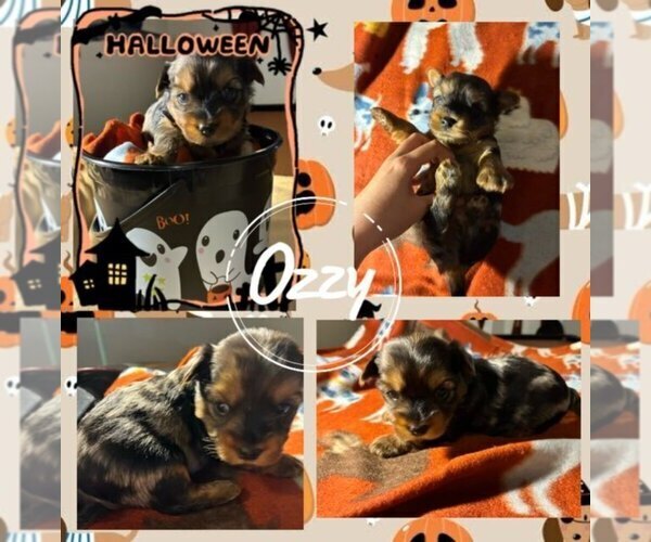 Medium Photo #3 Yorkshire Terrier Puppy For Sale in SCHERTZ, TX, USA