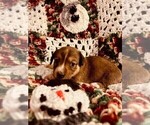 Small Photo #11 Dorgi Puppy For Sale in HURST, IL, USA