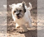 Small #7 Shih Tzu Mix