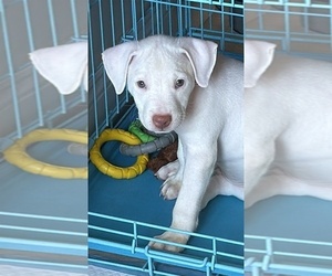 American Pit Bull Terrier-American Staffordshire Terrier Mix Puppy for sale in BRONX, NY, USA