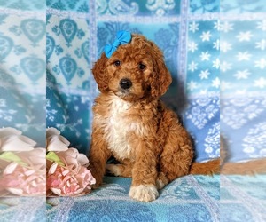 Goldendoodle Puppy for sale in GLEN ROCK, PA, USA