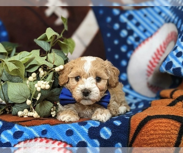Medium Photo #5 Maltipoo Puppy For Sale in OXFORD, PA, USA