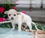Small Photo #10 Chihuahua Puppy For Sale in BERNE, IN, USA