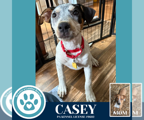 Medium Photo #3 Mutt Puppy For Sale in Kimberton, PA, USA