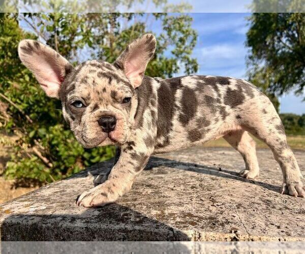 Medium Photo #4 French Bulldog Puppy For Sale in ERIAL, NJ, USA
