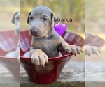 Puppy Miranda Purple Doberman Pinscher