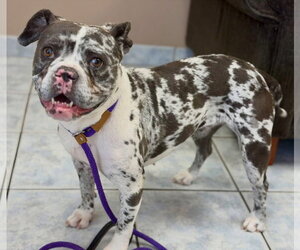 Mutt Dogs for adoption in Las Vegas, NV, USA