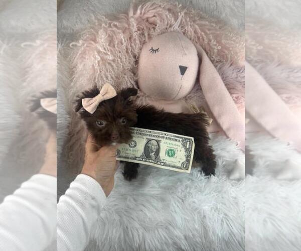 Medium Photo #2 Cavapoo Puppy For Sale in DACULA, GA, USA