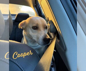 Carolina Dog-Labrador Retriever Mix Dogs for adoption in HOUSTON, TX, USA