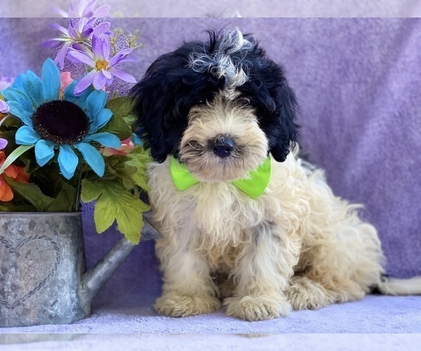 Medium Photo #3 Havanese Puppy For Sale in LANCASTER, PA, USA